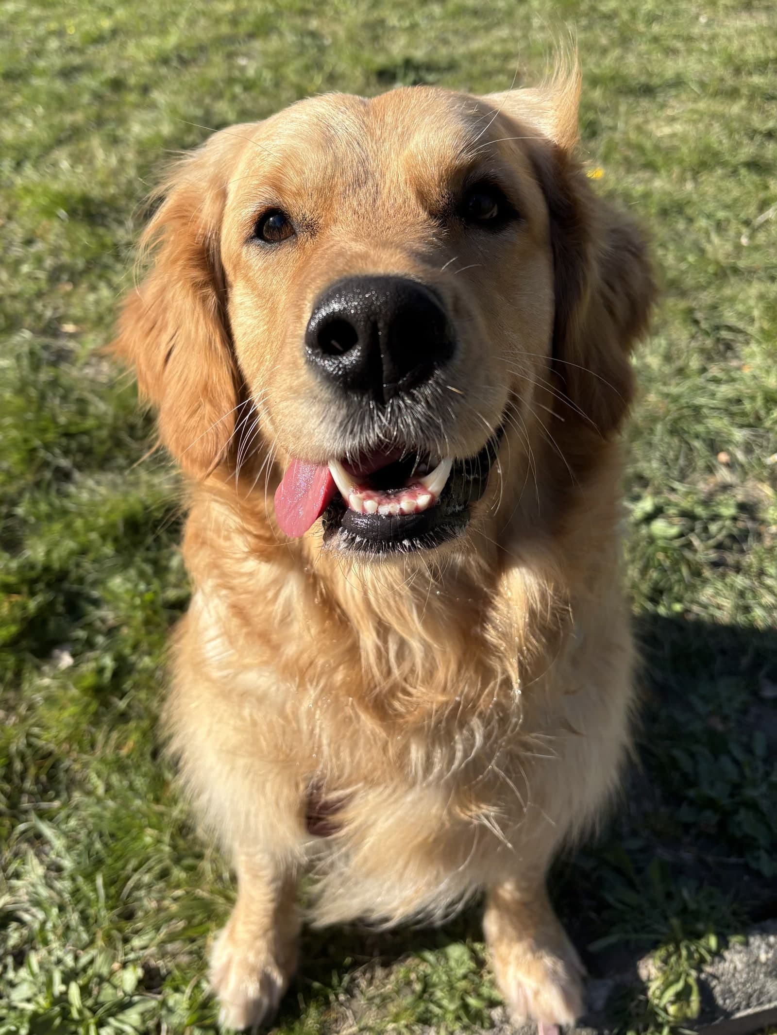 Easy the Golden Retriever sorridente in un prato