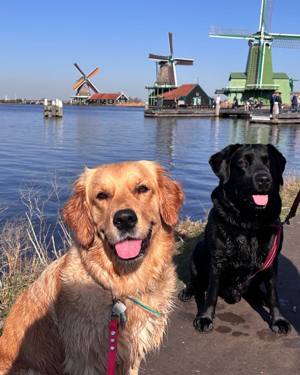 Easy the Golden Retriever in viaggio con un altro cane vicino ai mulini