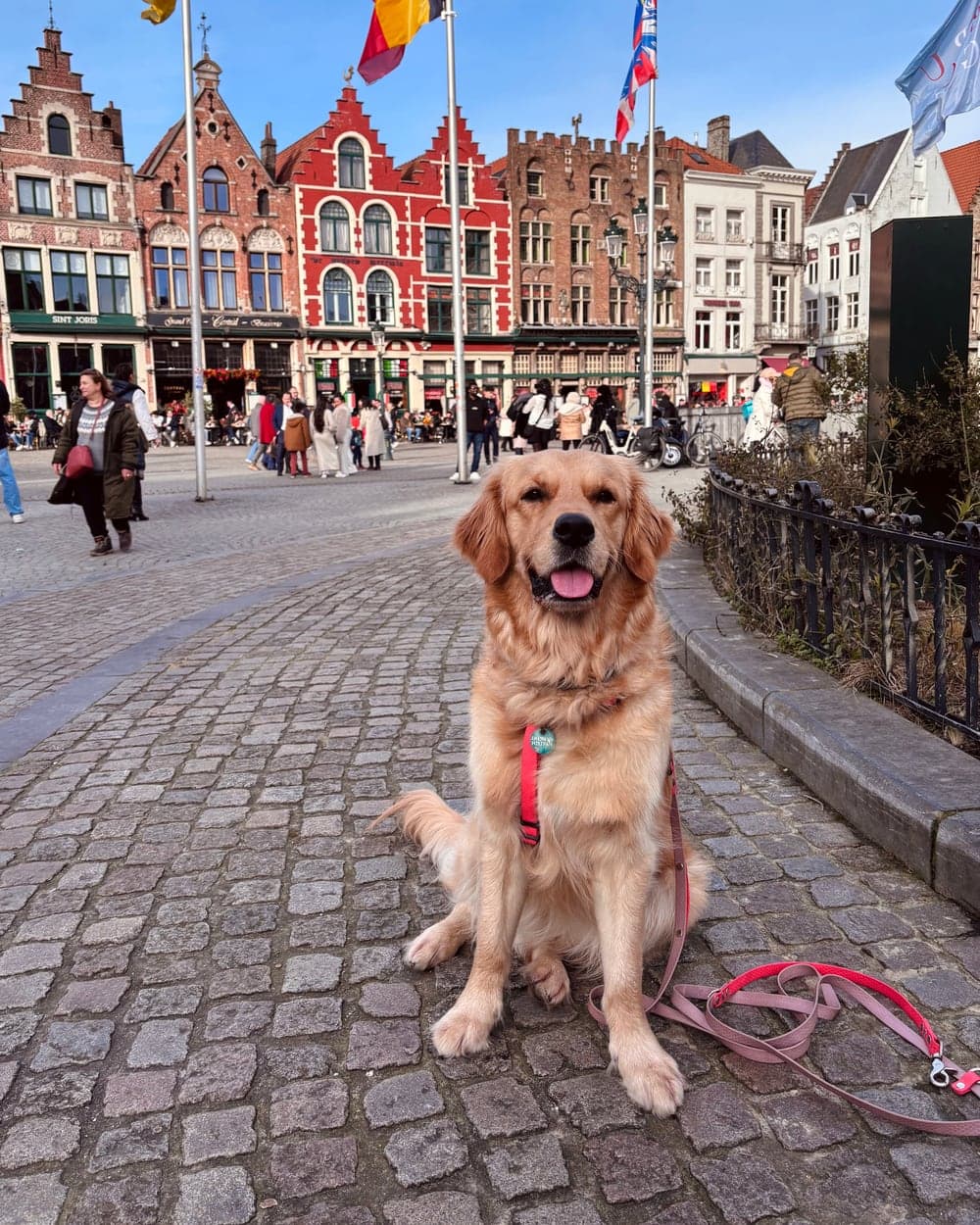 Easy the Golden Retriever seduta in una piazza europea