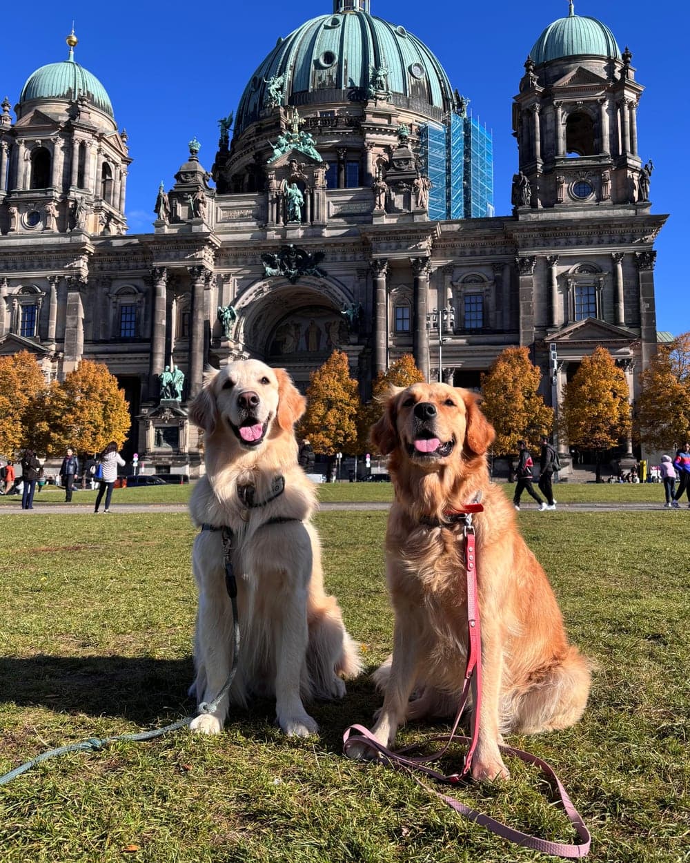 Easy the Golden Retriever con altri cani davanti a una grande cattedrale europea