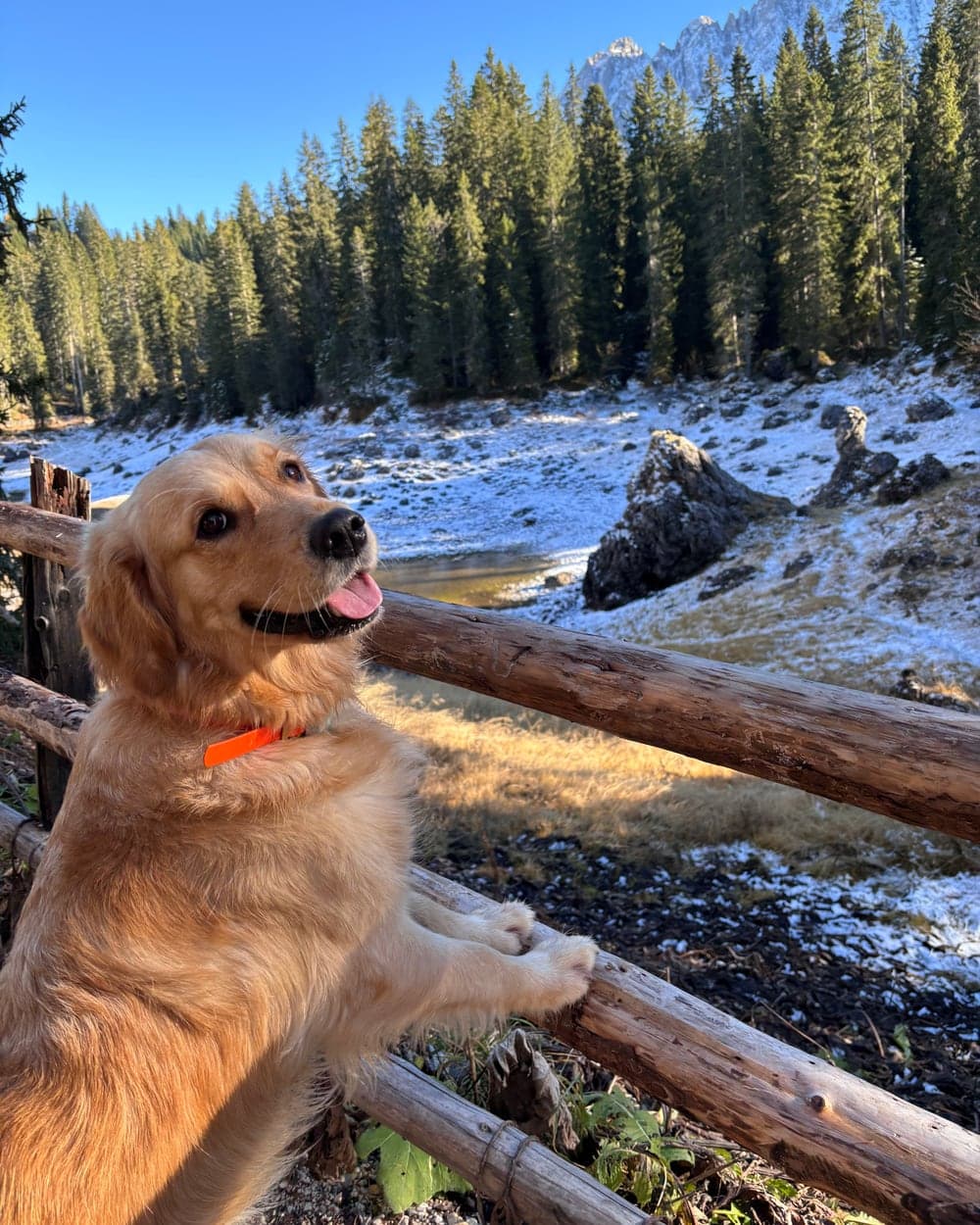 Easy the Golden Retriever in montagna tra neve e boschi