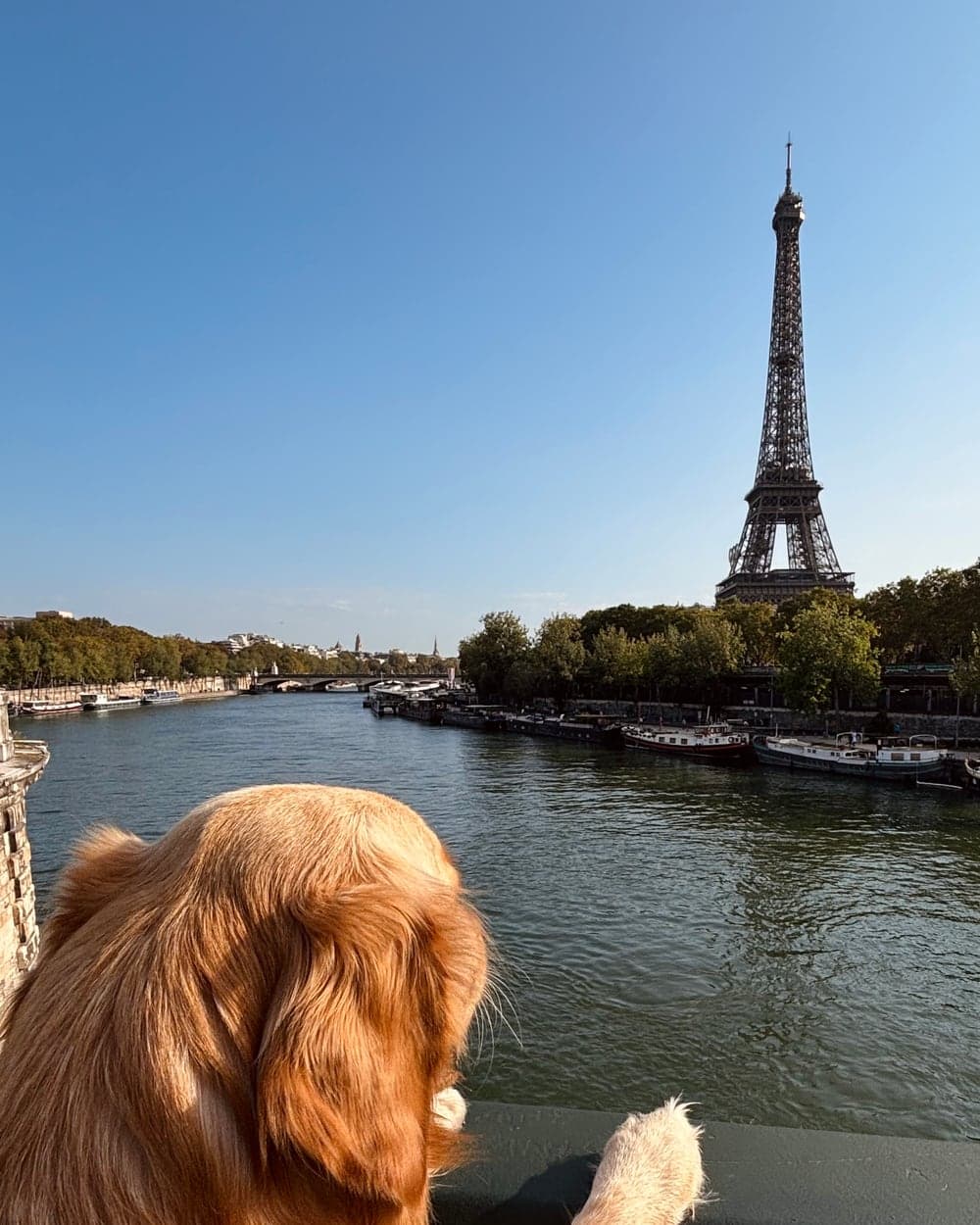 Easy the Golden Retriever guarda la Tour Eiffel da un ponte
