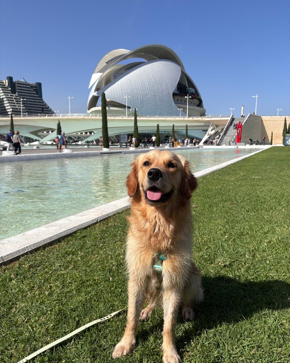 Easy the Golden Retriever in un parco urbano durante un viaggio