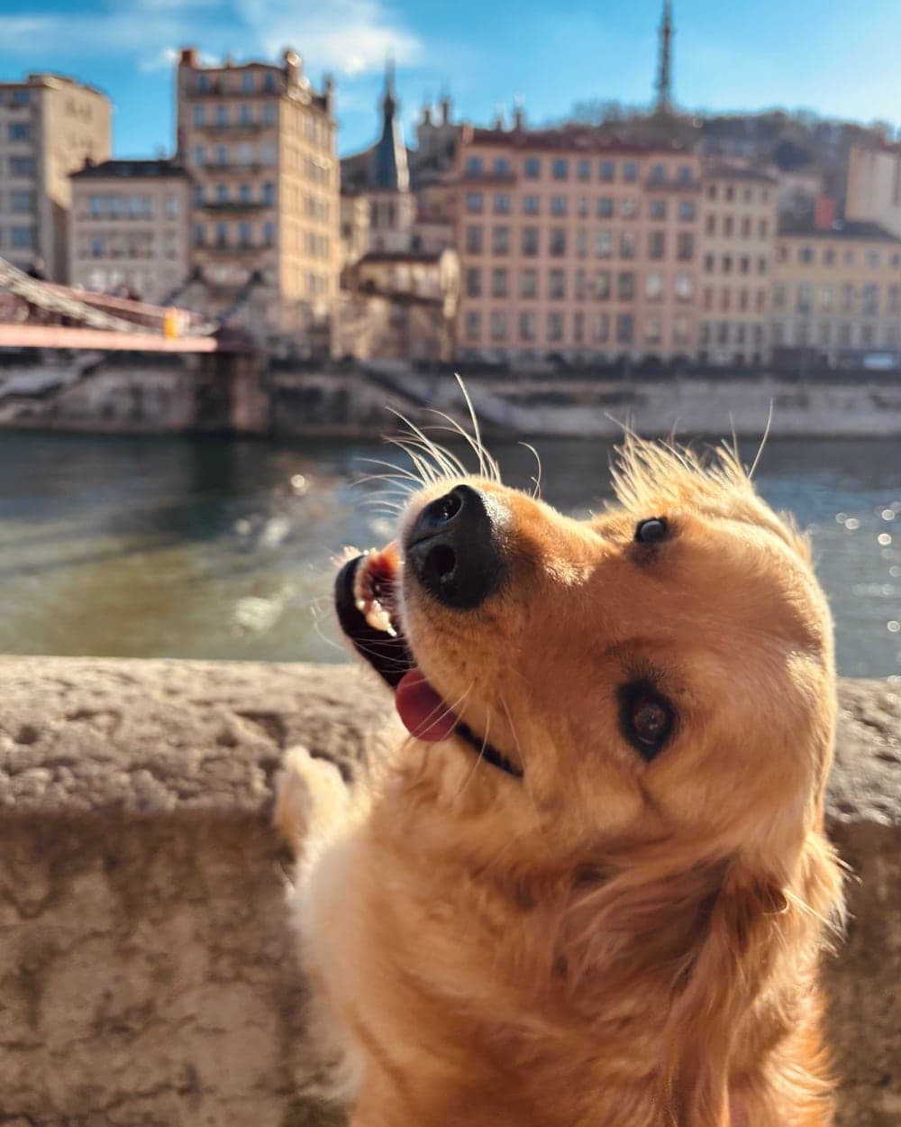 Easy the Golden Retriever felice davanti a un panorama sull’acqua