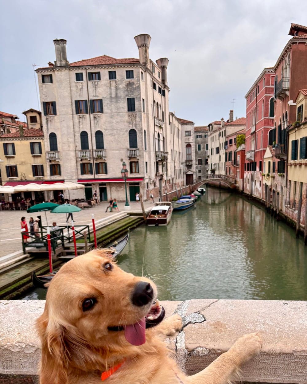 Easy the Golden Retriever affacciata su un canale in una città europea