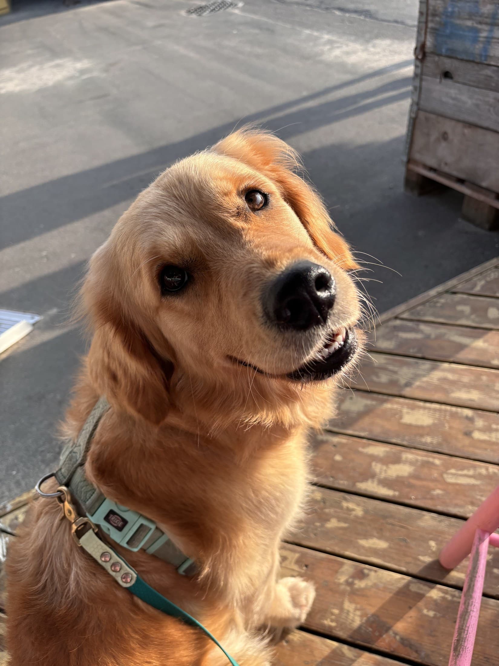 Easy the Golden Retriever pronta per un viaggio dog-friendly in Europa